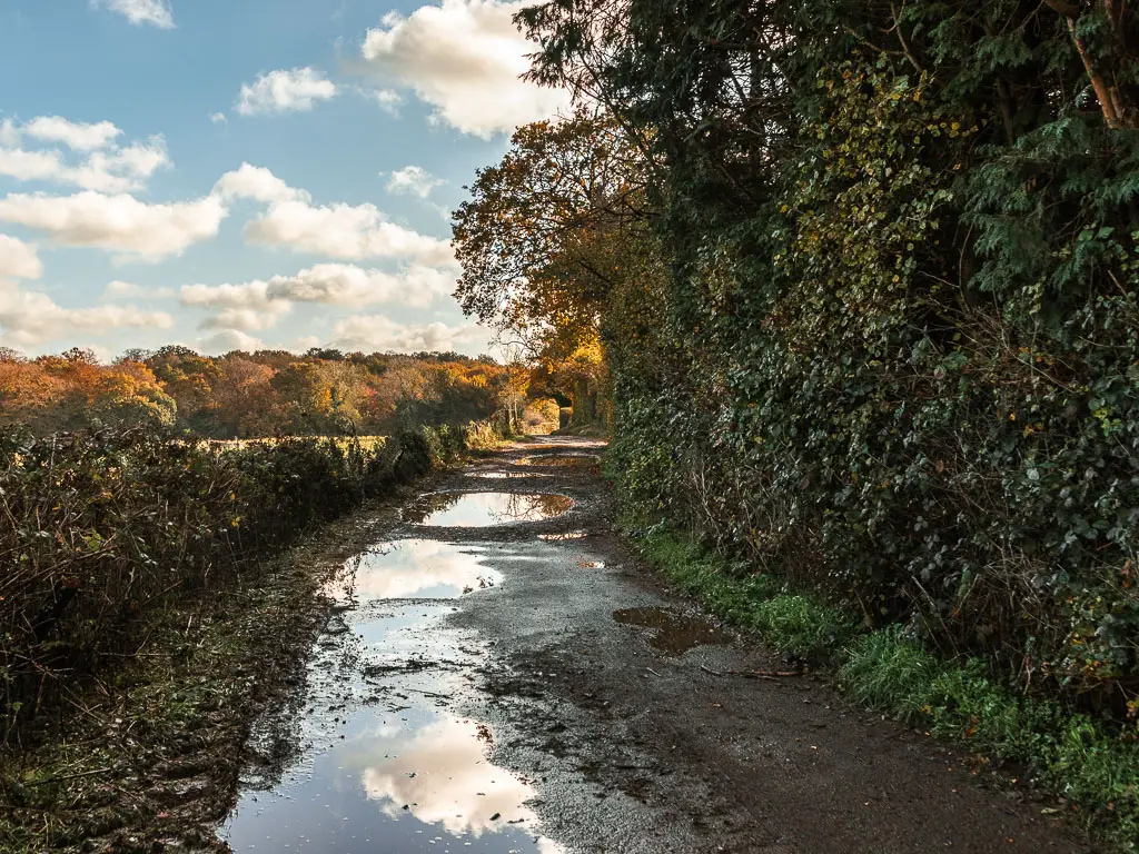 A road filled with puddles of water, and a small hedge on the left, and tall green leafy bushes on the right.