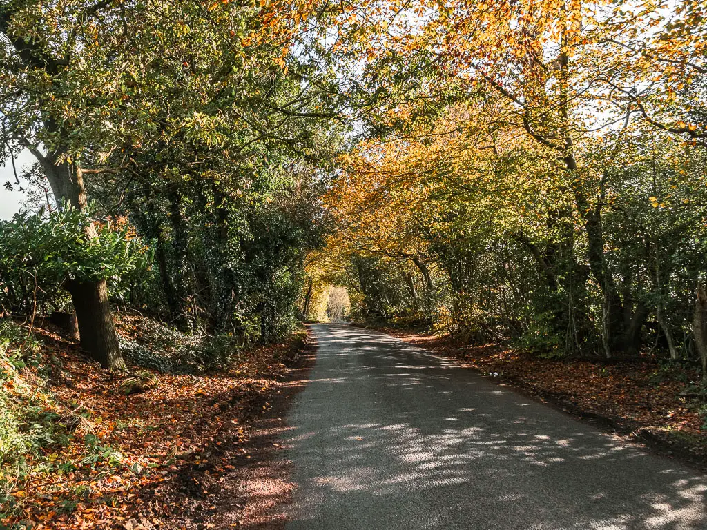 A road leading ahead, lined with green leafy bushes and trees.