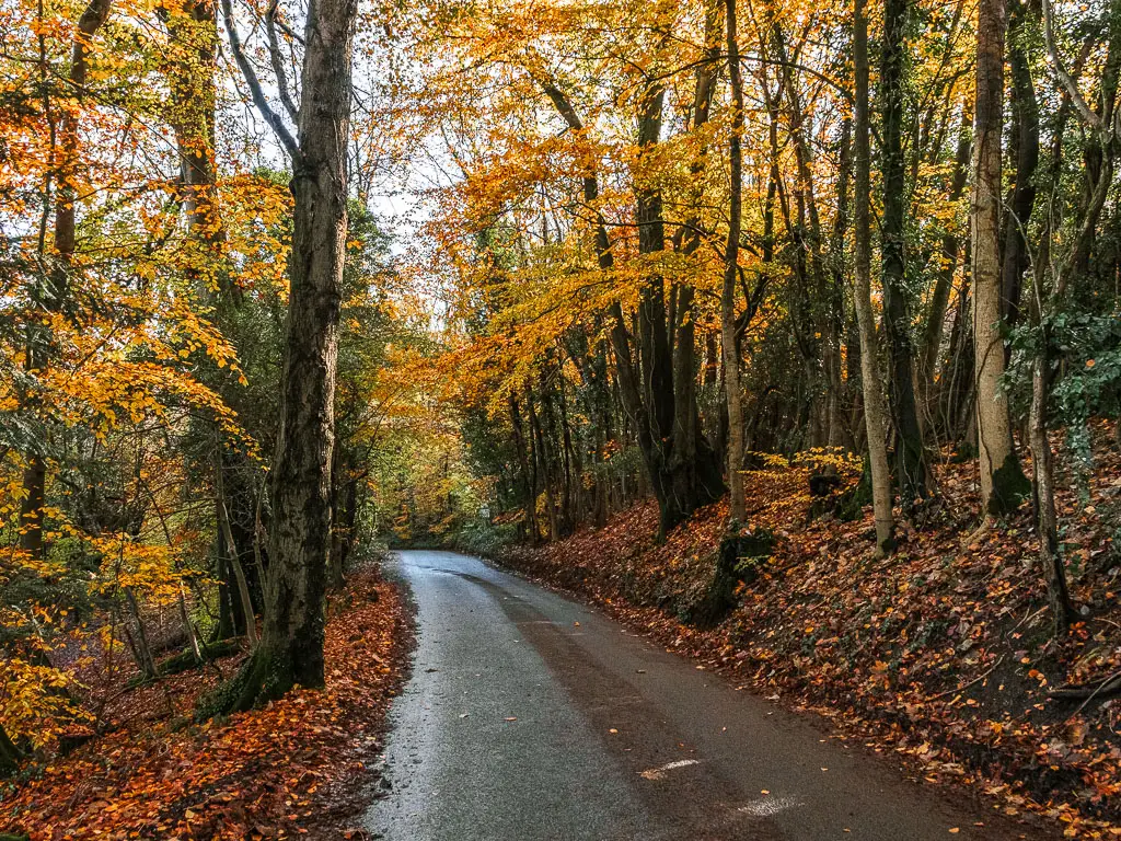 A black road leading straight ahead, lined with woodland trees with orange leaves. 