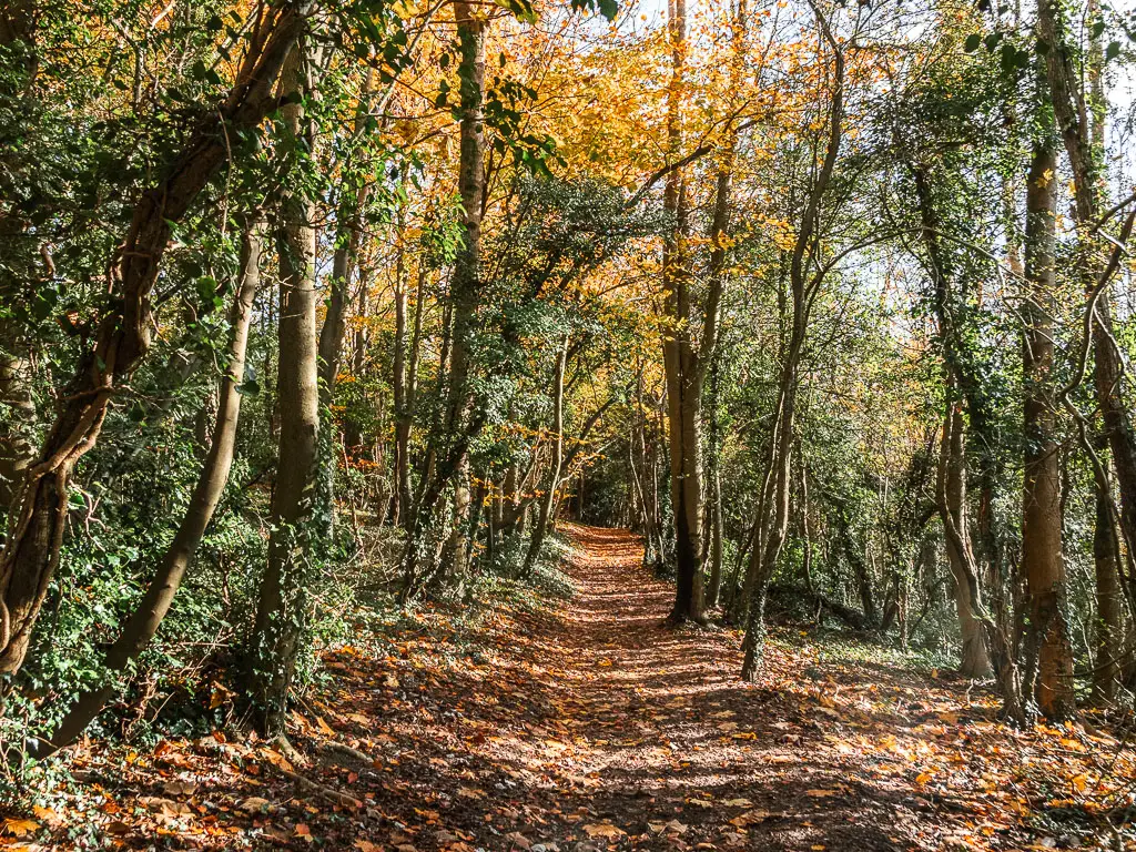 A dirt path leading straight ahead through the woods, with green leaves. 