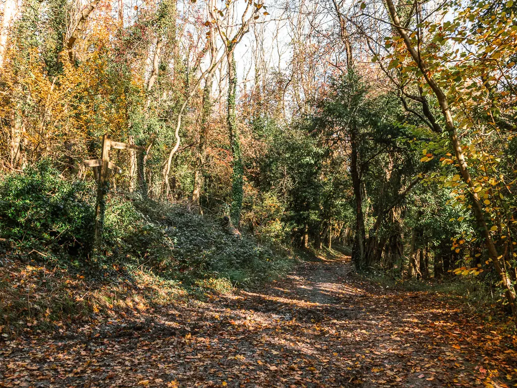 A dirt path junction in the woods, covered in fallen yellow and orange leaves.