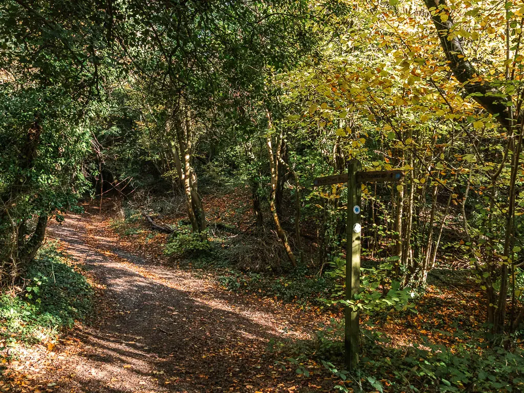 A dirt path junction in the woods, with a wooden trail signpost in the junction. There trees are full of green leaves.