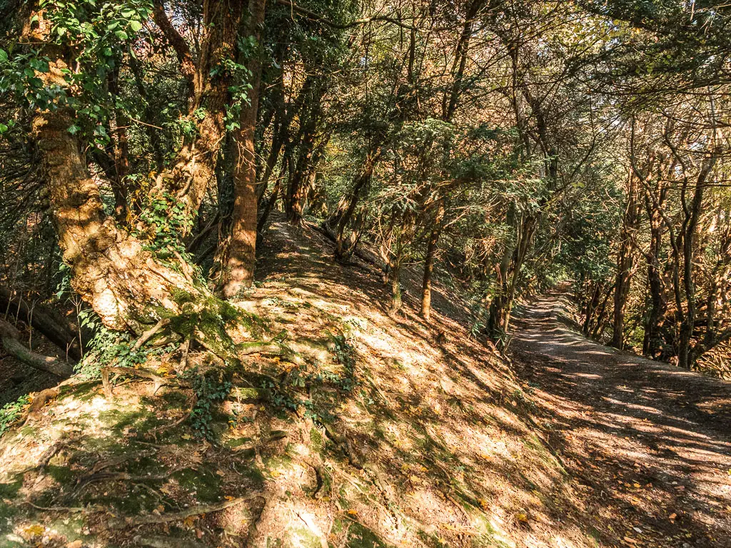 A dirt path through the woods, cast in shadows with light shining through.