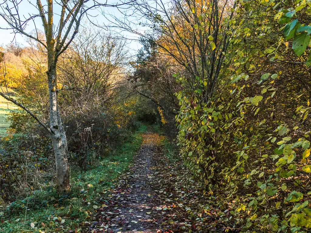 A dirt path lined with bushes. some are leafless, some have green leaves.