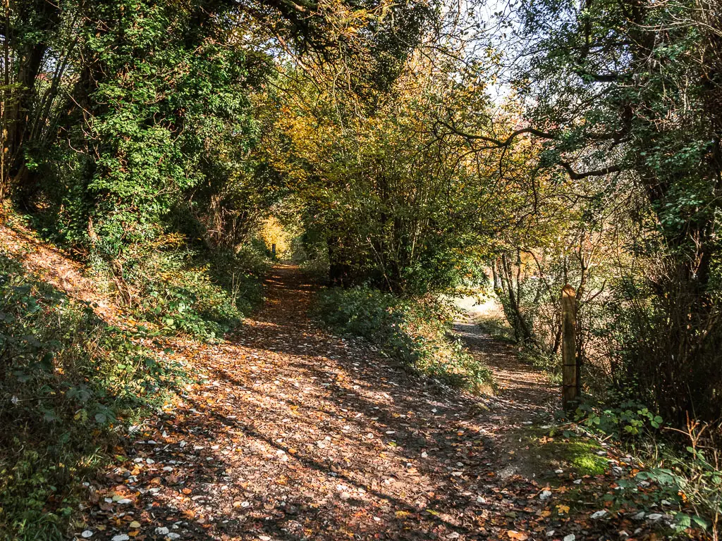 A split in the dirt trail, with green bushes and trees lending the trails.