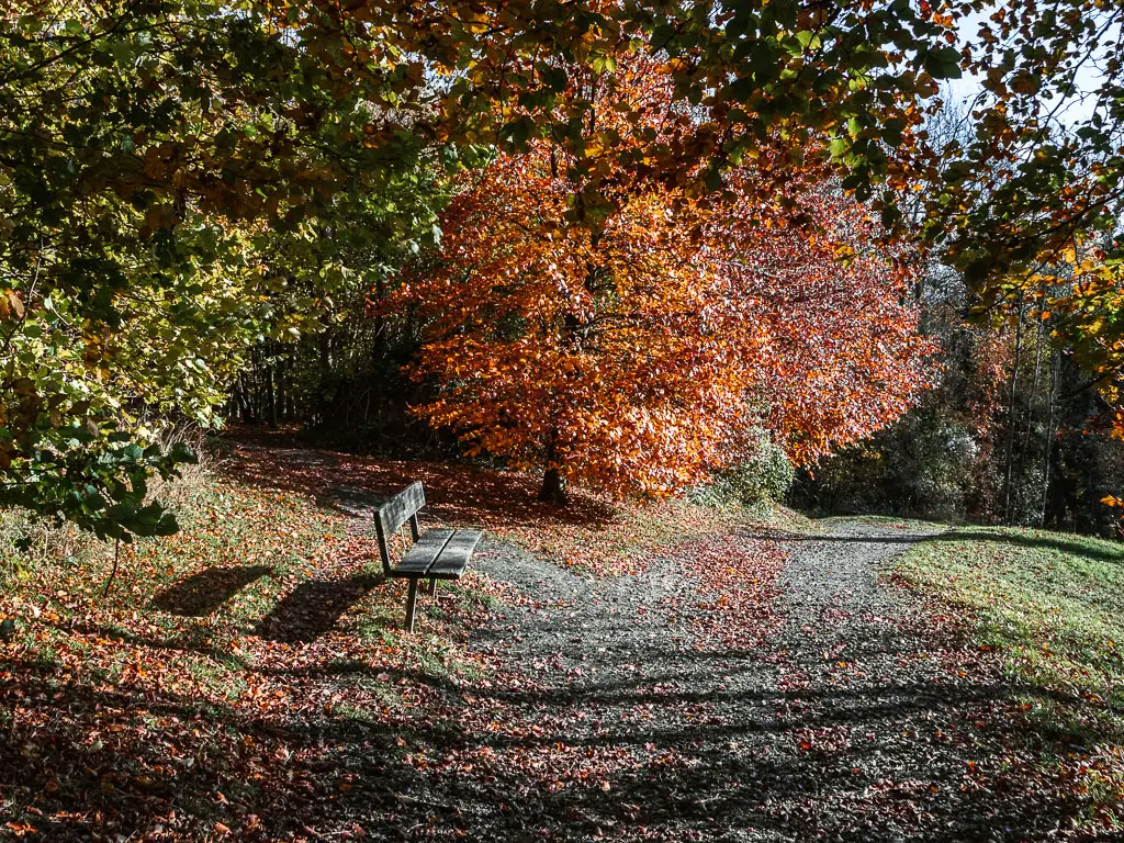 A dirt path junction, with a wooden bench facing right. There is a tree with red leaves in the junction. 