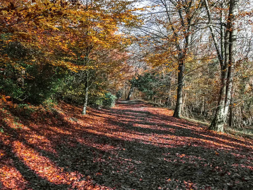 A wide dirt path covered in fallen red leaves, leading through the woods. The sun is shining down creating rays of light through the trees.