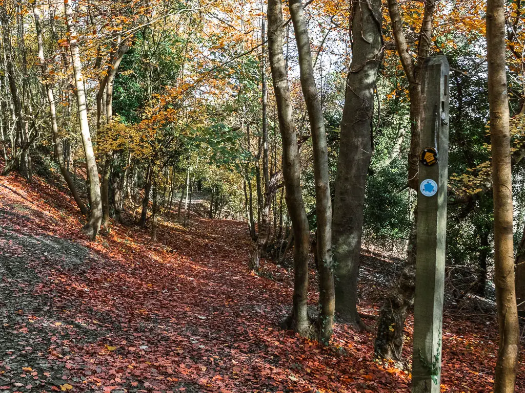 A red leafed covered dirt ground through the woods, with a wooden trail stump signpost on the right. 