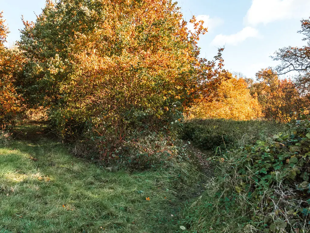 A patch of overgrown grass, with a barely visible trail leading between some bushes. 