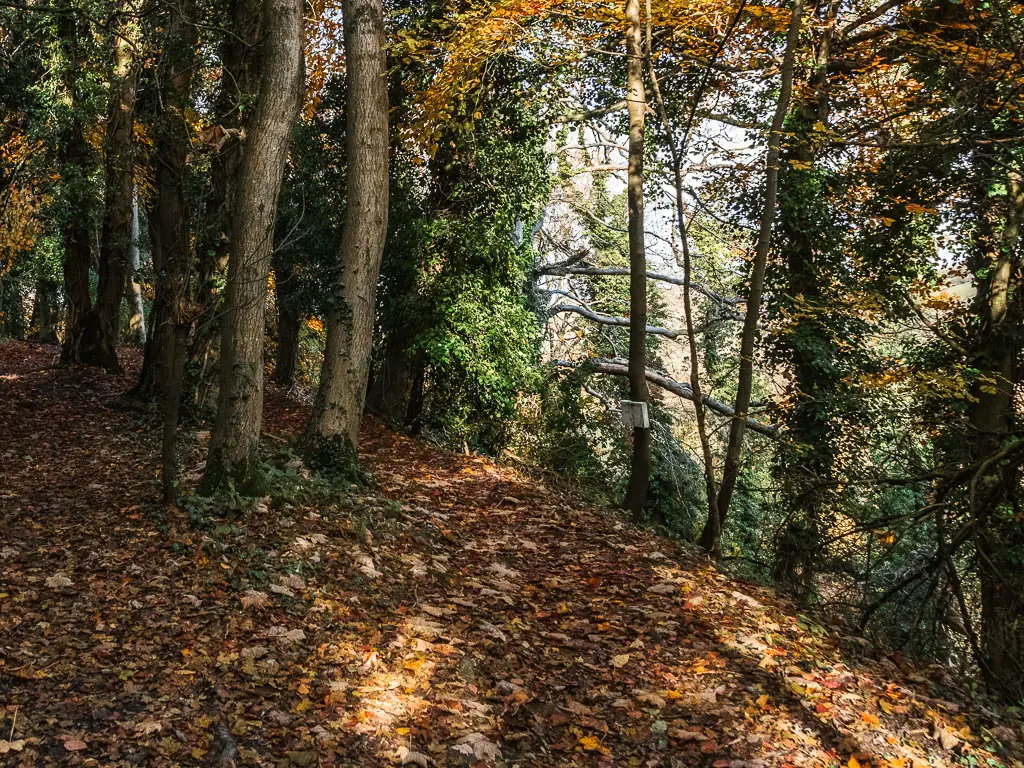 A ground covered in fallen brown and orange leaves in the woods. It is dark with a few rays of light shining through. 