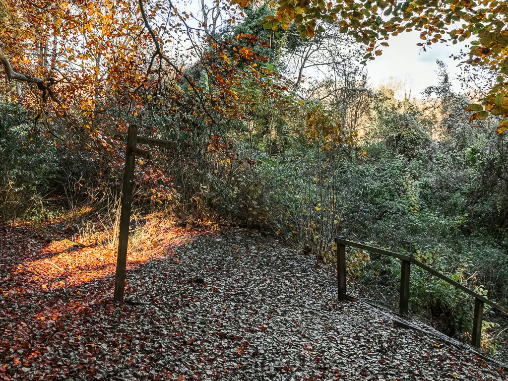 A ground covered in fallen brown leaves in the woods, with steps and wooden railing leading down on the right, and a wooden trail signpost on the left.