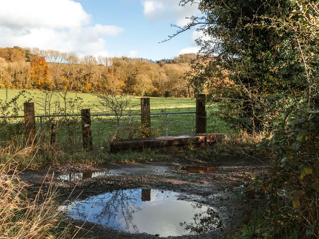 The path with a big puddle in the middle of it. There is a metal fence on the other side of the path, and a green grass field past the fence. 