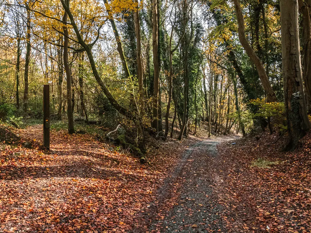 A dirt path leading ahead, lined with trees, and a trail covered in fallen orange leaves leading off it to the right.