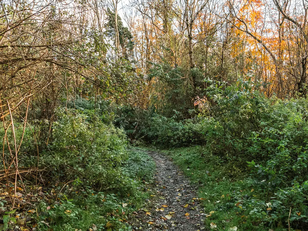 A narrow dirt path lined with messy green bushes.