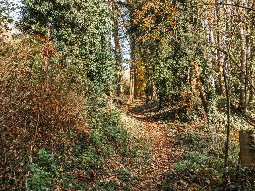 A narrow dirt trial leading uphill, lined with messy green leaves bushes and trees.