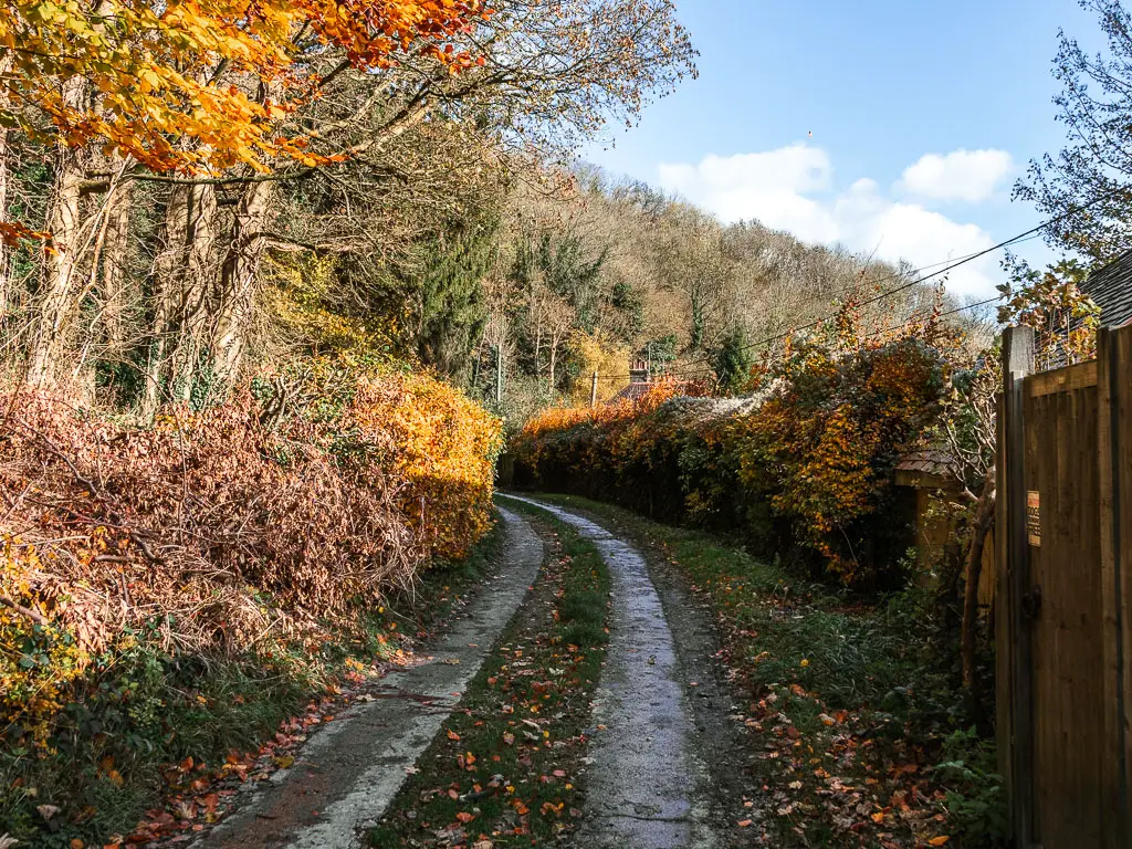 A road track with a strip of grass down the middle. The road is lined with hedges with green and orange leaves. 