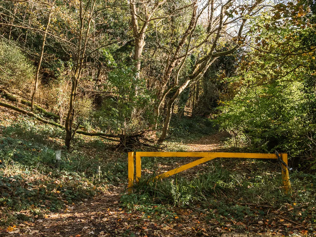 The dirt path leading pass a yellow metal gate, into the woods.