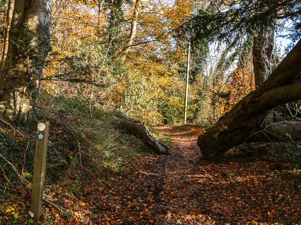 the dirt path leading ahead in the woods, with a large fallen tree on the right. There is a wooden trail stump signpost on the left, with and arrows. pointing straight ahead.