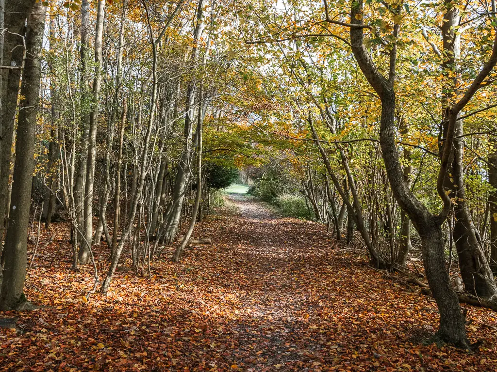 A long wide orange leaved covered path through the woods.