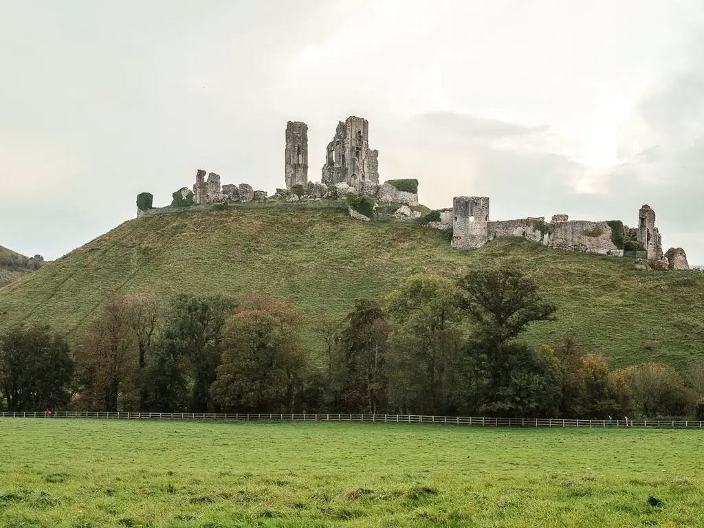 Looking across the tree grass field to a big hill with Corfe Castle sitting on top, near the end of the walk from Wareham. 