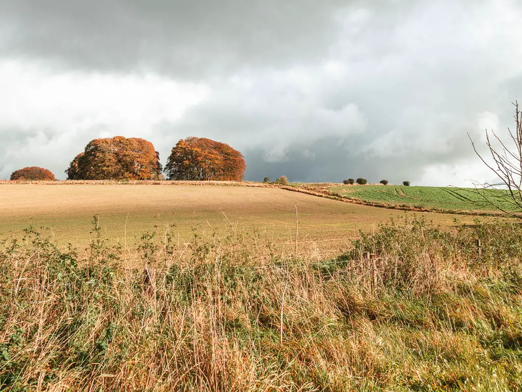 Looking over the bushes and up the hill towards the ridgeway, on the walk towards Ogbourne St George from Avebury. There are some trees with orange leaves ta the top of the hill.