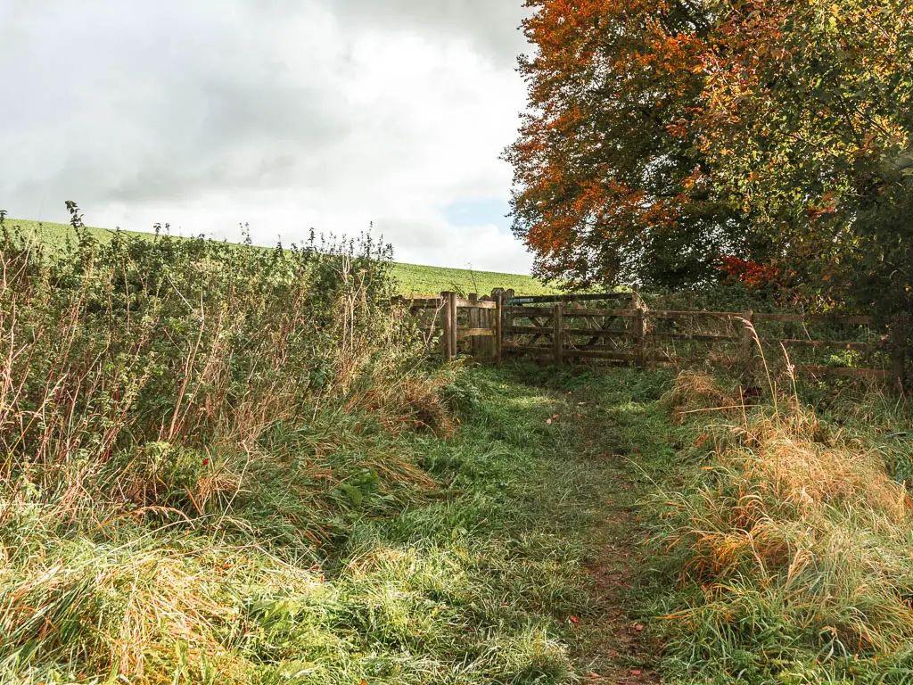 A dirt trail through the unkept overgrown grass, with brushers to the left and a wooden gate and fence ahead. 