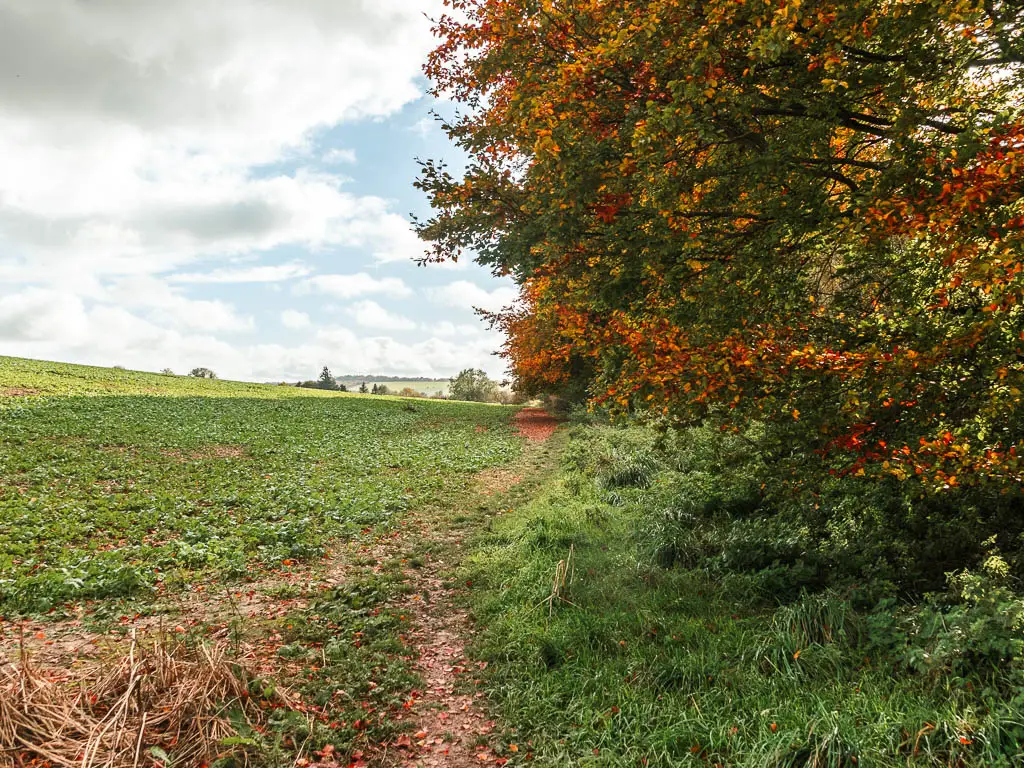 A dirt trail running along the edge of a crop field to the left, and trees with red and green leaves to the right.