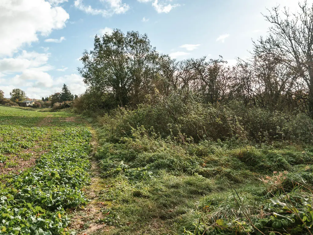 A narrow dirt trail leading ahead, with crops to the left and unkept grass and bushes to the right.