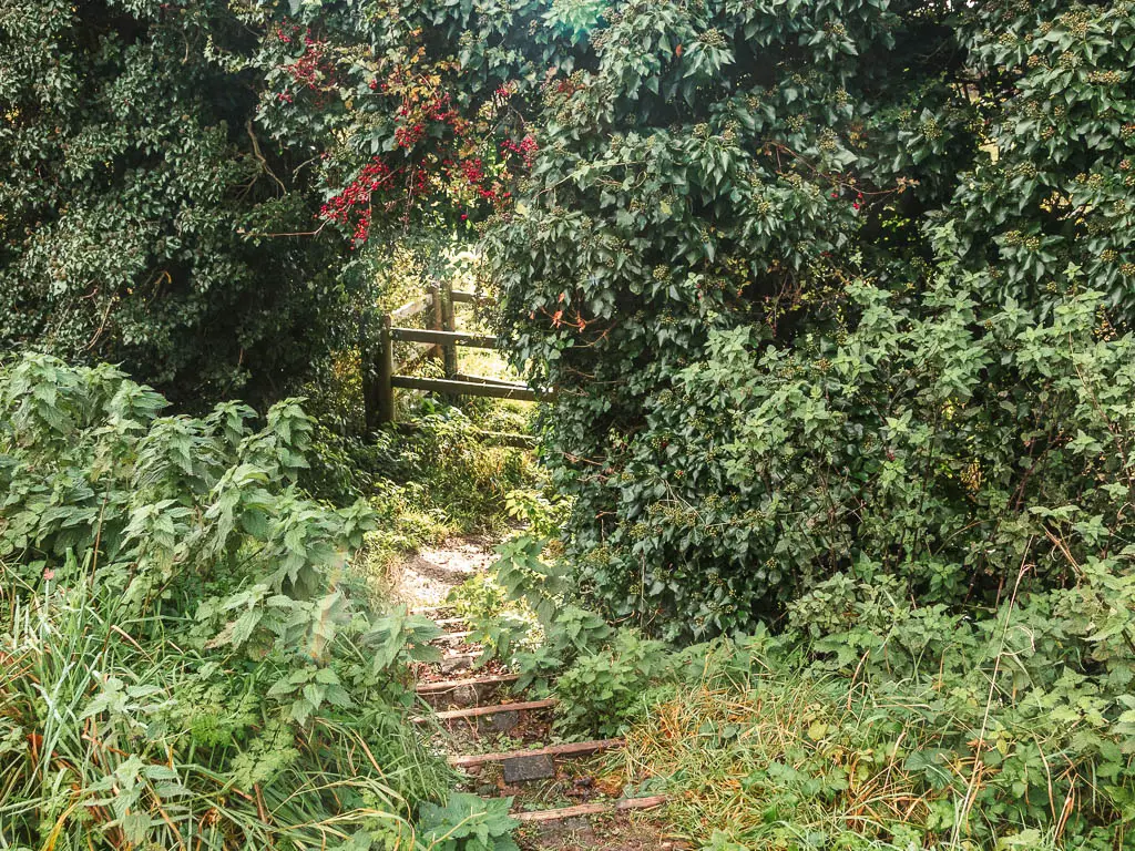 Steps leading down to a wooden gate hidden in the large green bushes, on the walk from Avebury to Ogbourne St George.