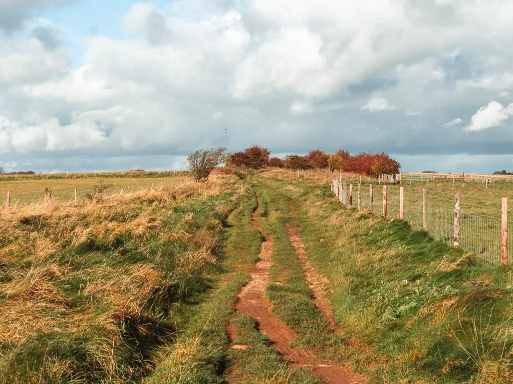 A dirt trail through the grass, with a wire and wooden fence on the right, overgrown grass to the left, and red leafed trees ahead.