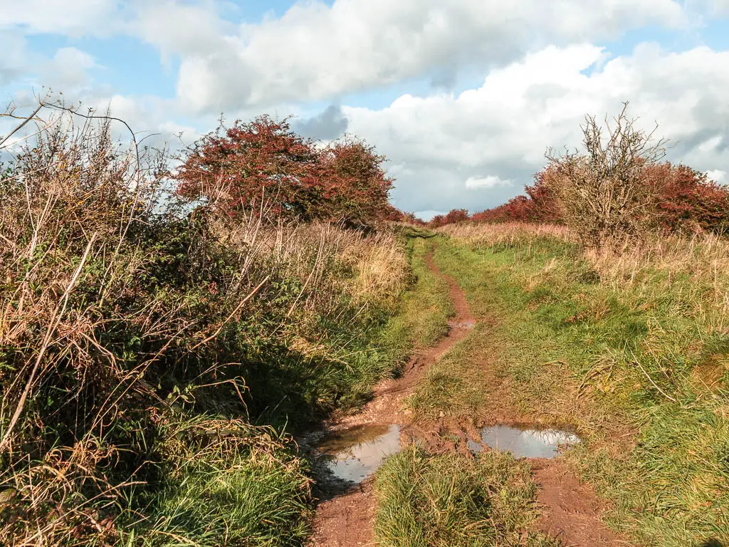 A dirt trail through the grass, with straggly bushes to the left.