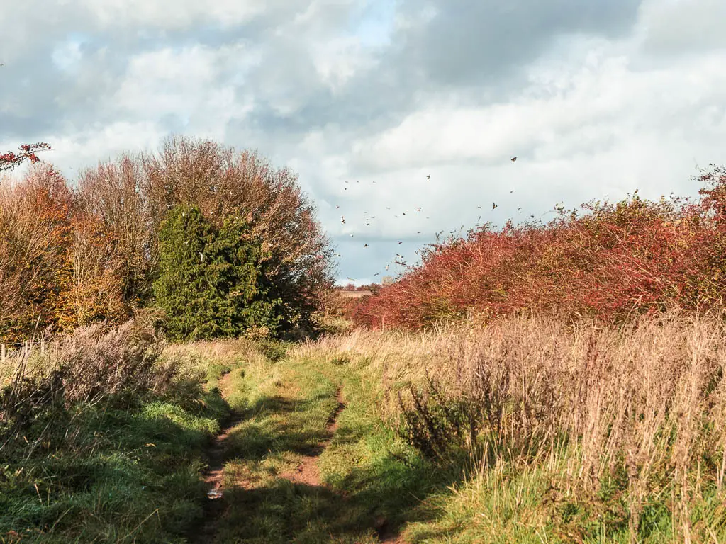 A dirt trail through the grass, with bushes on both sides, and lots of birds flying ahead. 