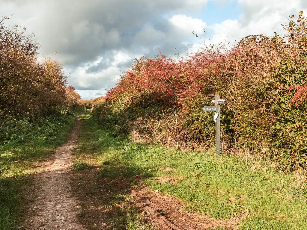 A dirt trail leading ahead, lined with bushes with red and green leaves on both sides. There is a wooden trail signpost on the right side.