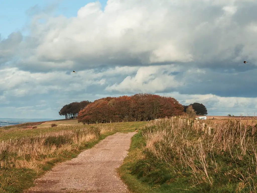 A path leading ahead, towards a group of red leafed trees ahead, partway through the walk between Avebury and Ogbourne St George.