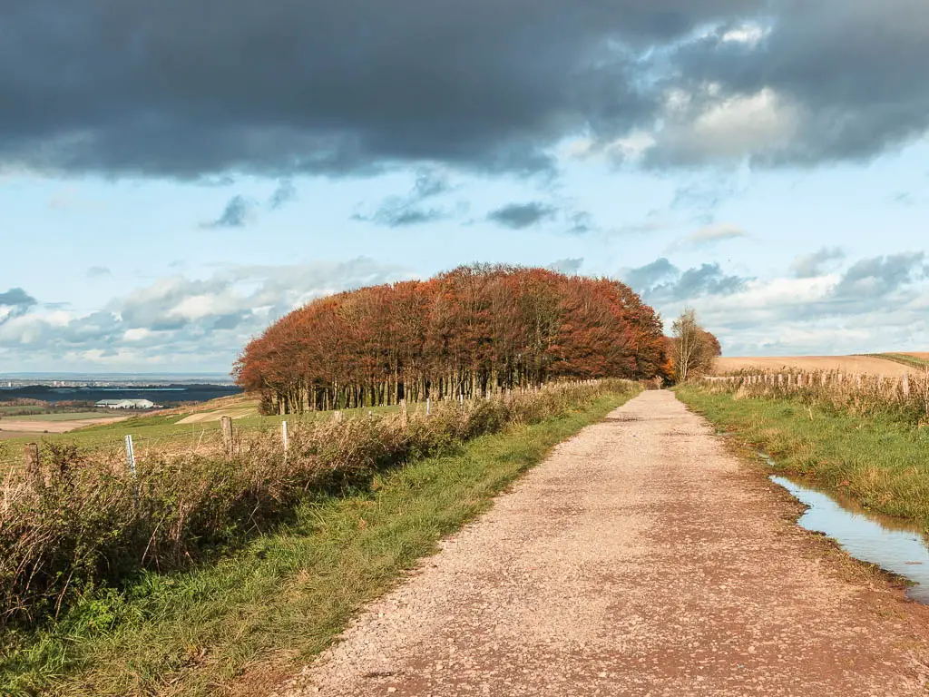 A wide path leading straight ahead, towards a group of red leafed trees on the other end. The path is lined with strips of grass, with short bushes on the left side.