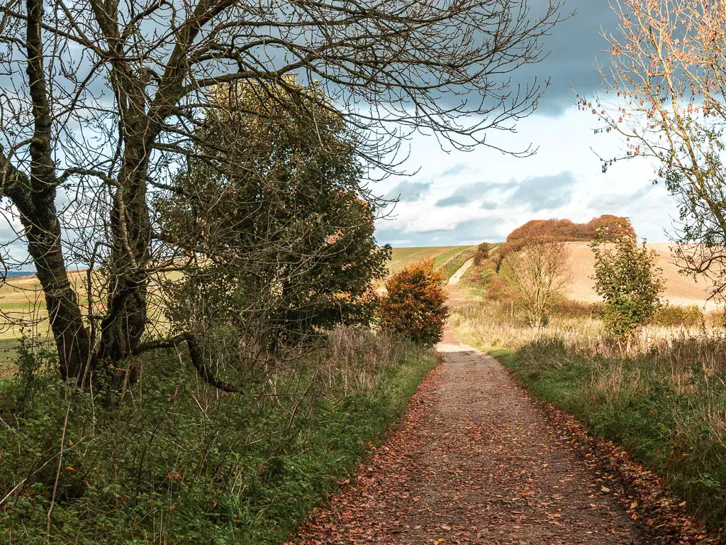 A wide path covered in fallen red and orange leaves, lined with grass strips, and a straggly leafless tree on the left side.