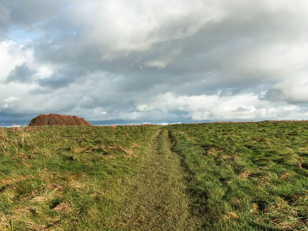 A grass trail leading straight ahead through the unkempt grass field.