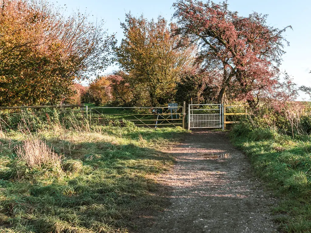 A wide gravel path leading to a metal gate, with trees on the other side.