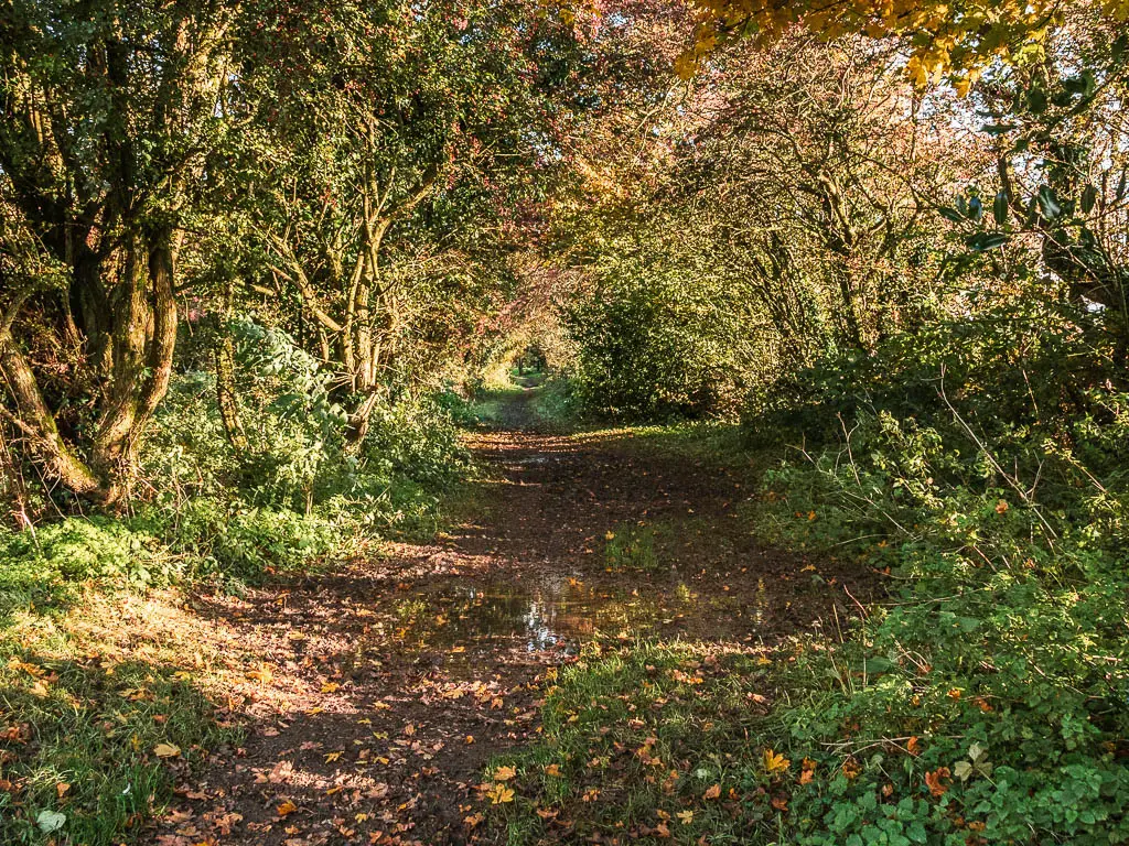 A widę dirt trial leading through the overhanging trees, forming a sort of tree tunnel.