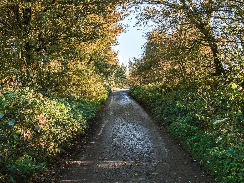 A narrow country road lined with bushes and straggly trees.