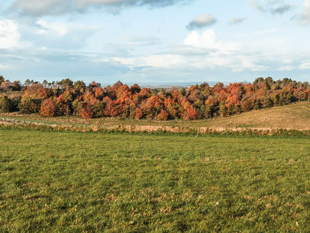 Looking across the grass field, to a mass of trees with red leaves on the other side.