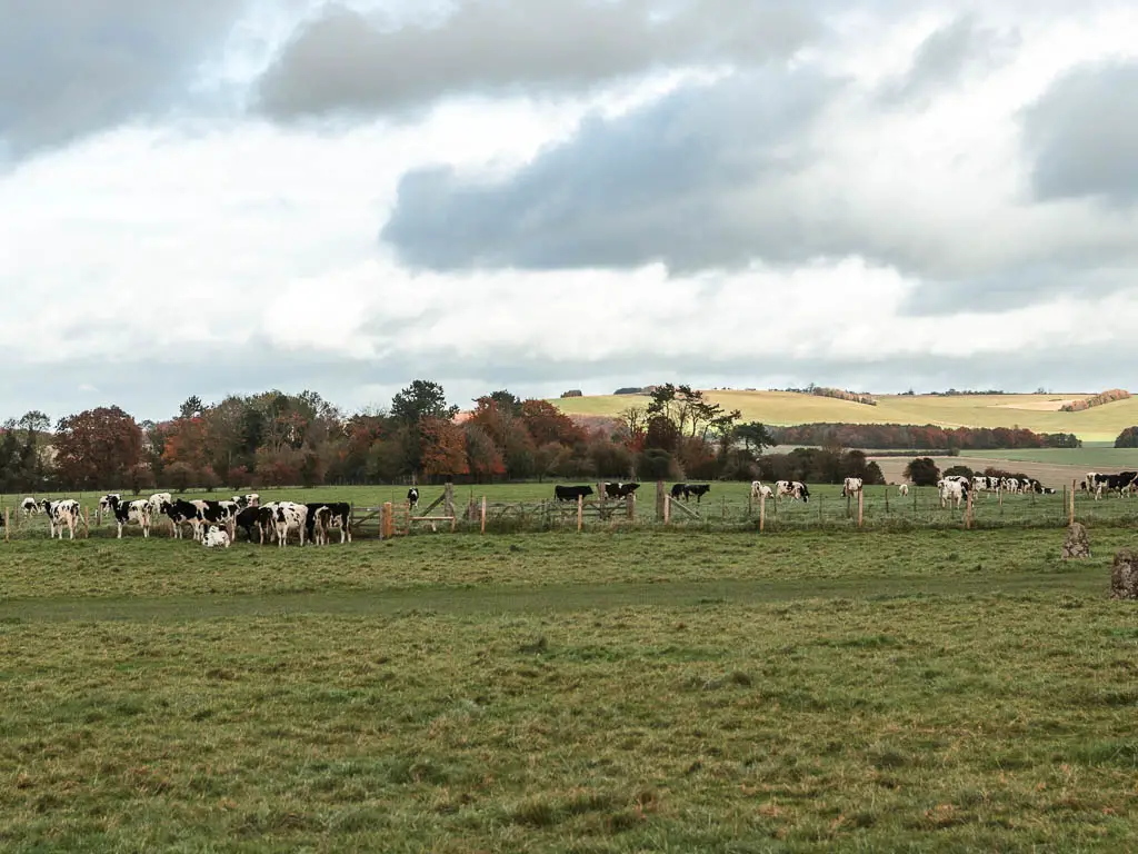 Looking across the field to cows on the other side, and a hill and trees in the distance. 