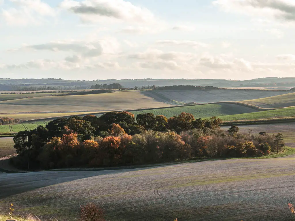 Looking down over the undulating fields, with a group of trees in the middle, on the walk to Ogbourne St George from Avebury. 