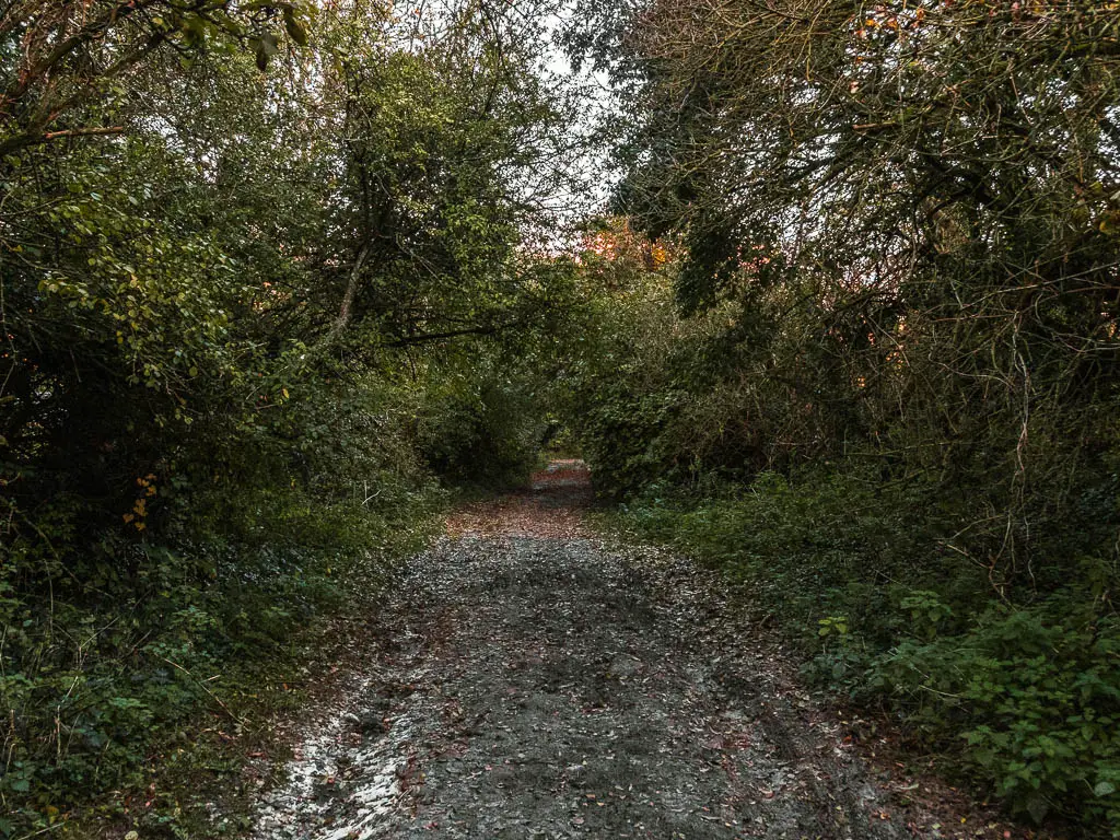 A wide dirt path leading under the darkness of the overhanging straggly bushes and trees. 