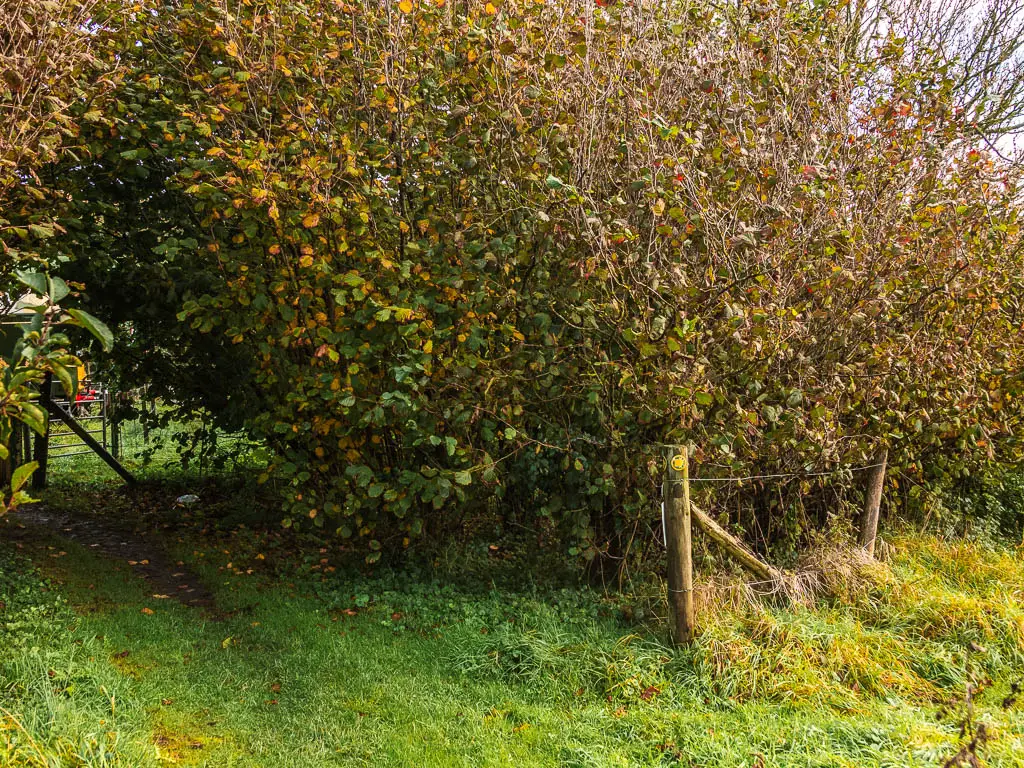 A junction in the grass trail, with a big bush in the middle of it.