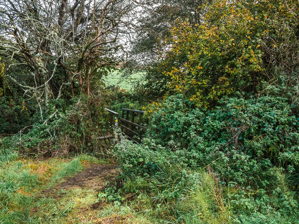 A wooden bridge partially hidden by a mass of green bushes and straggly trees. 