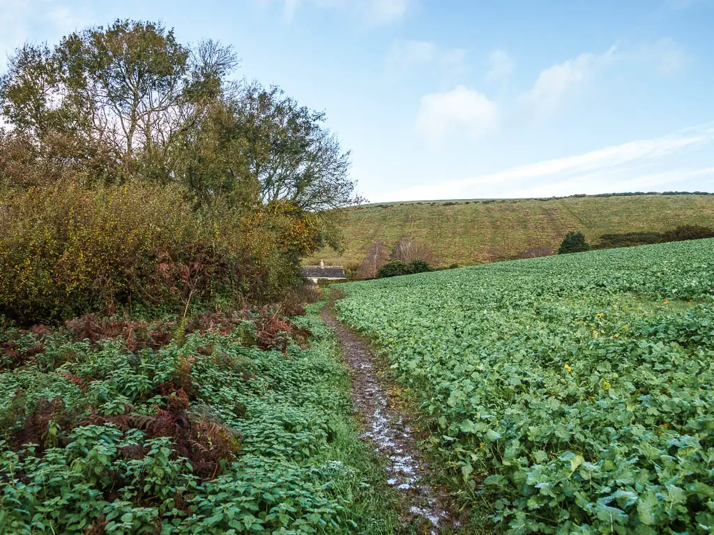 A muddle trail on the left side of a green crop field.