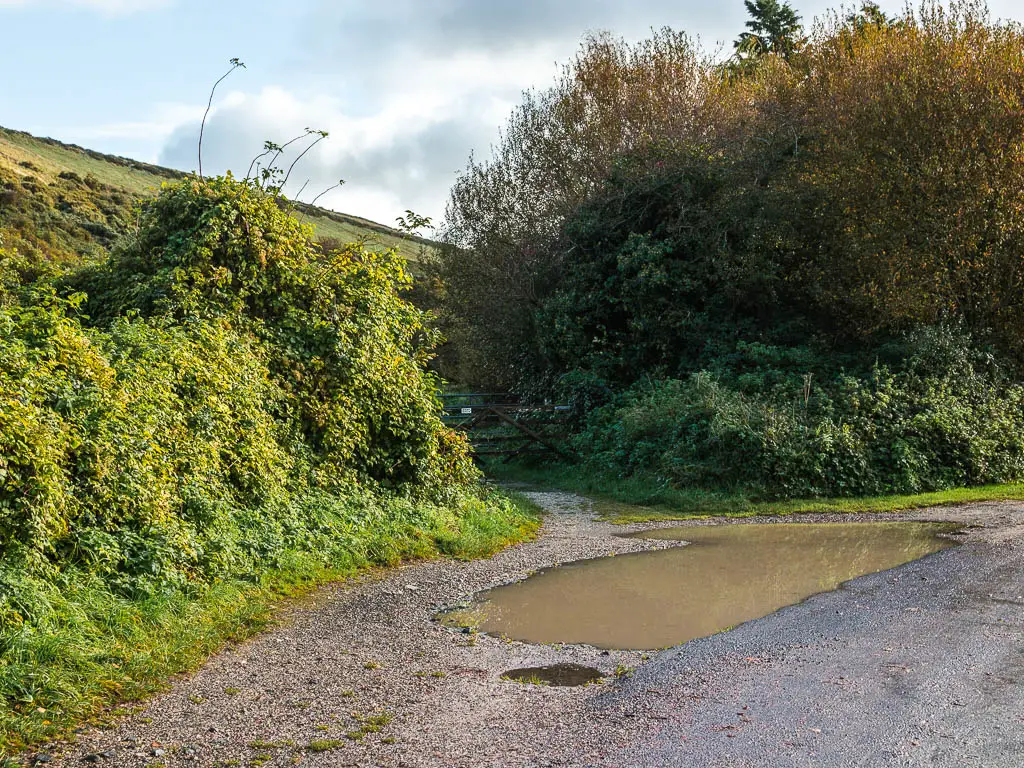 A big puddle on the side of the road, with the walking trail on the other side. The trail leads through a mass of bushes. 