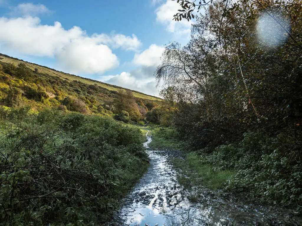 A wet muddy path surrounded by dhow bushes, leading towards a hill ahead.