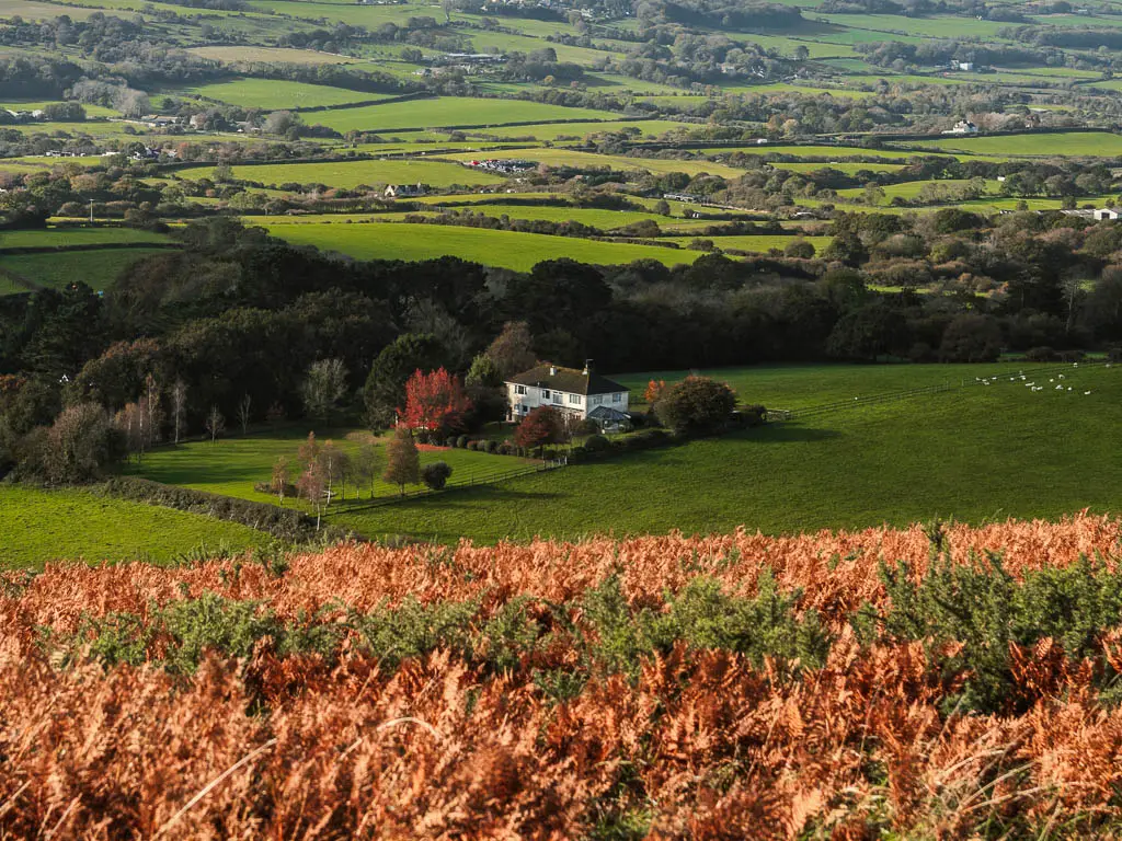 Looking down the hill over the orange fern to the mass of fields below on the walk between Corfe Castle and Swanage. There is a white walled house in the field below, surrounded by neatly trimmed trees and bushes.